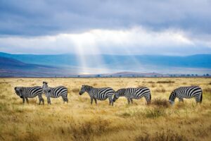 Tanzania safari zebras Serengeti