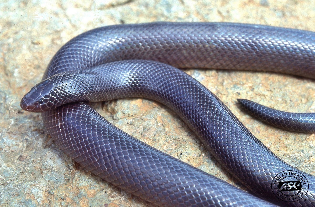 Stiletto Snake - Snakes of Africa