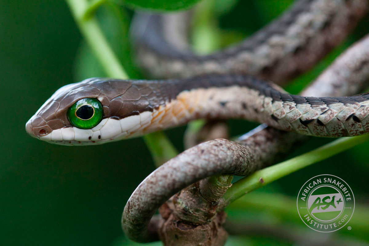 Juvenile Boomslang - Snakes of Africa