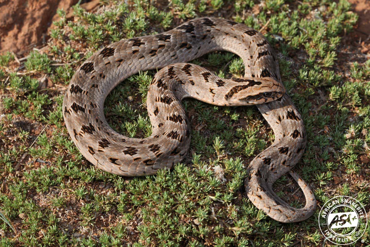 Rhombic Night Adder - Snakes of Africa