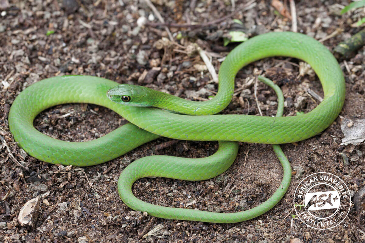 Green Water Snake - Snakes of Africa