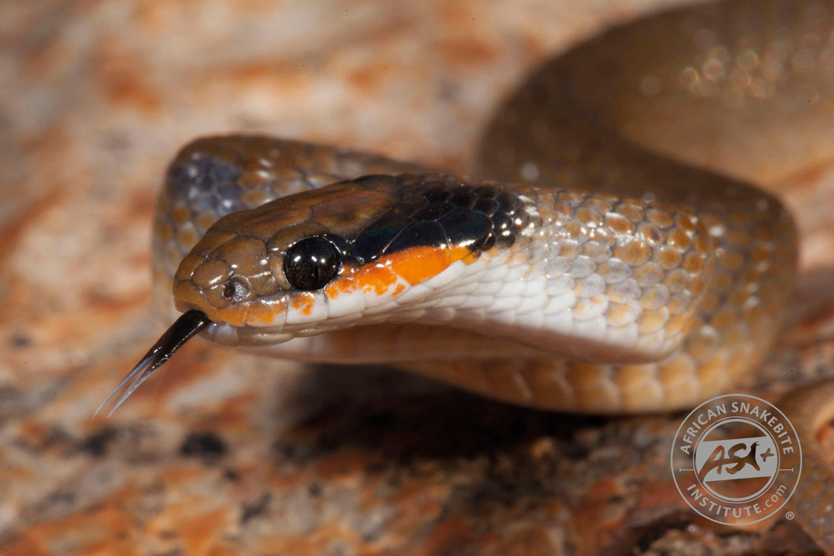 Herald / Red Lipped Snake - Snakes of Africa