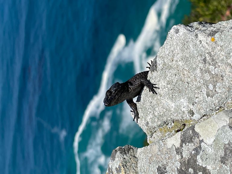 Șorpârla neagră pe Cape Point Peninsula