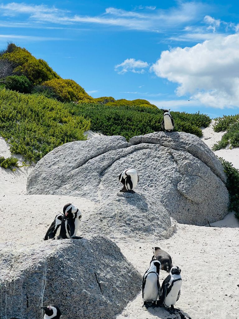 Colonie de pinguini la plaja Boulders din Africa de Sud