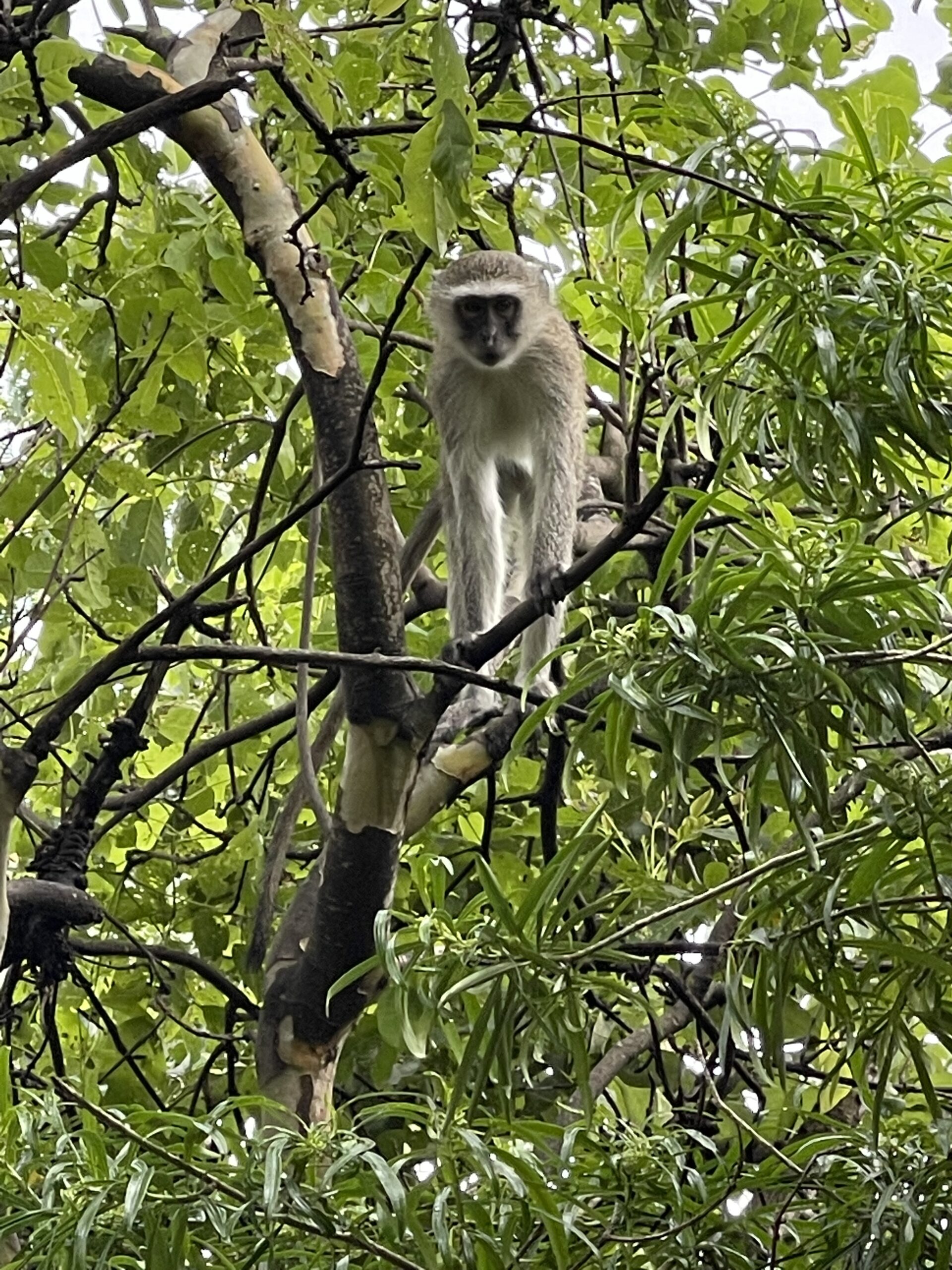 Monkey Malawi