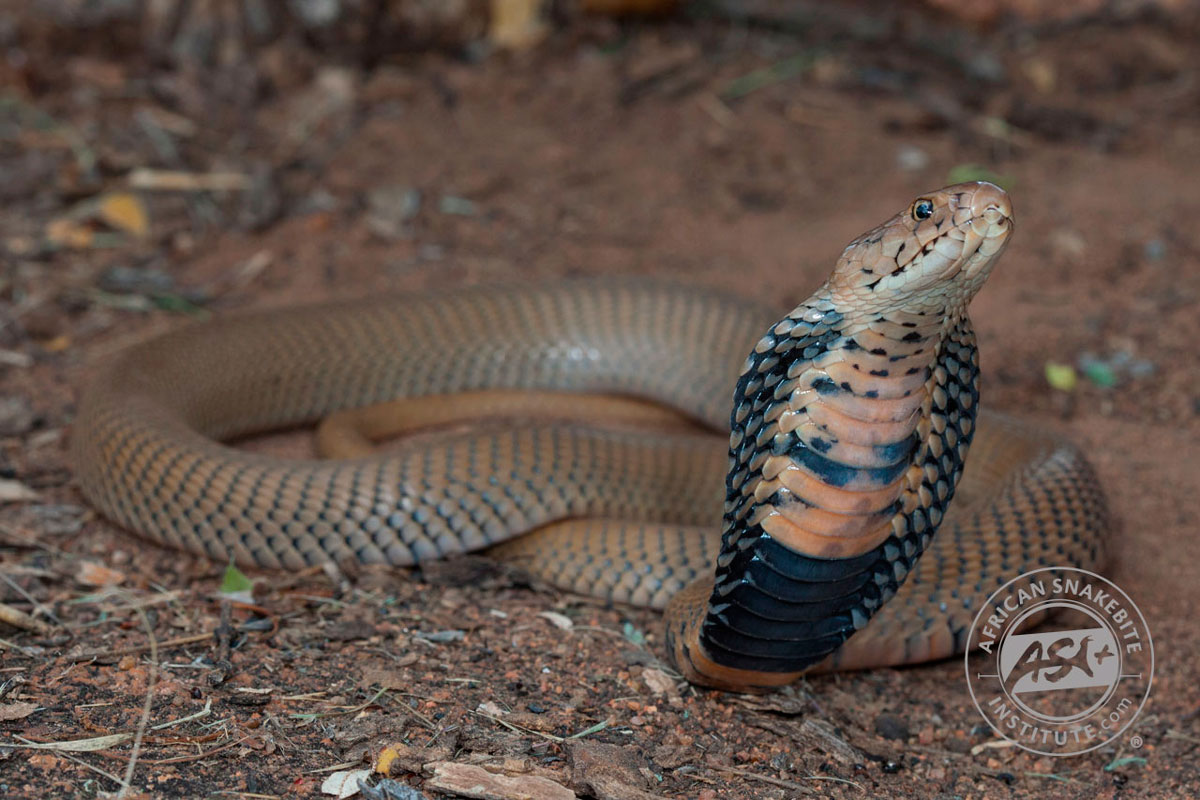 Mozambique Spitting Cobra - Snakes of Africa