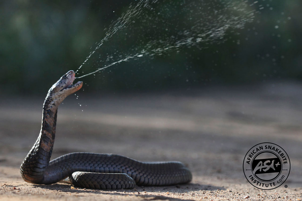 Mozambique Spitting Cobra in Action