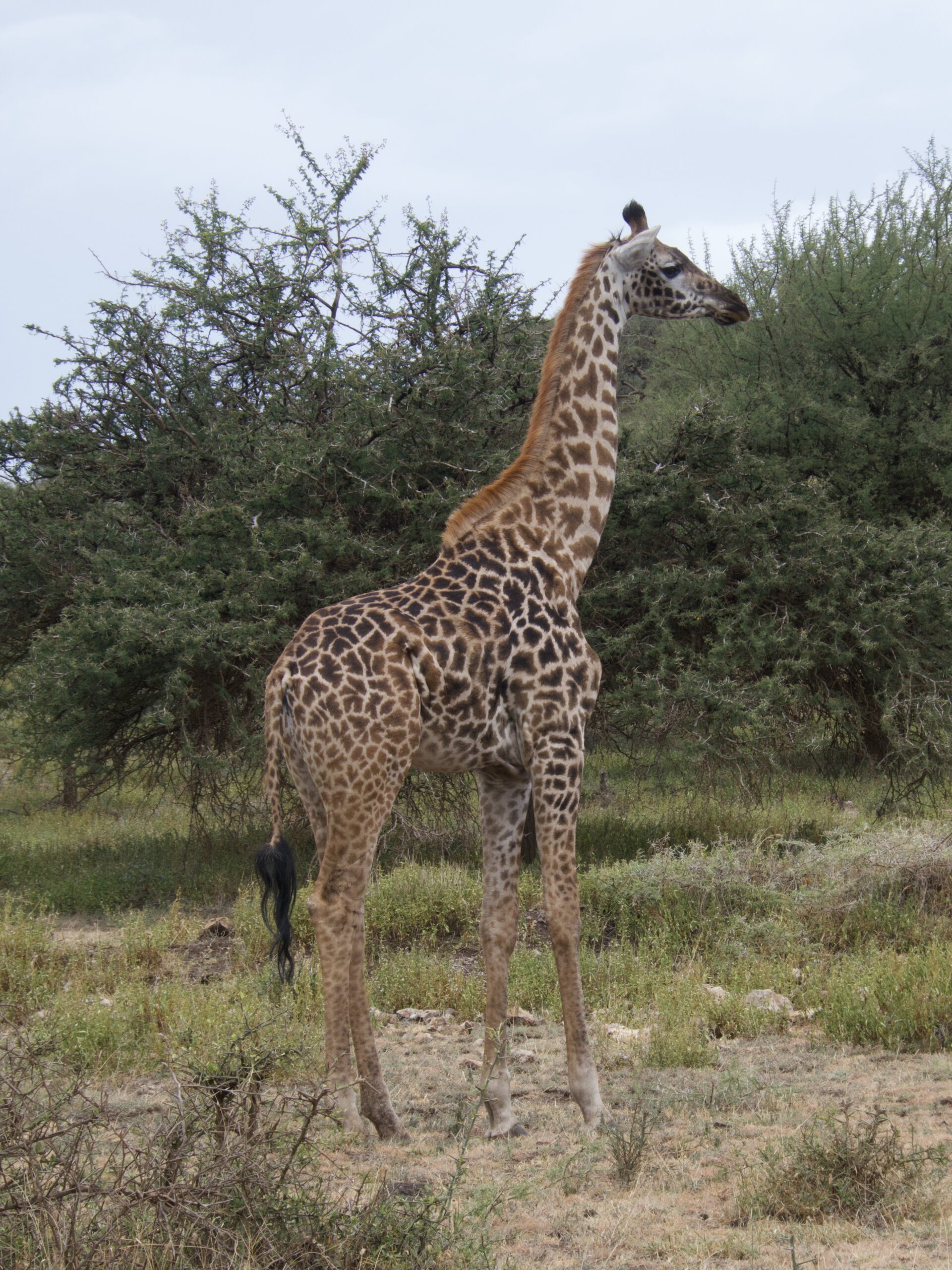 Giraffes in serengeti