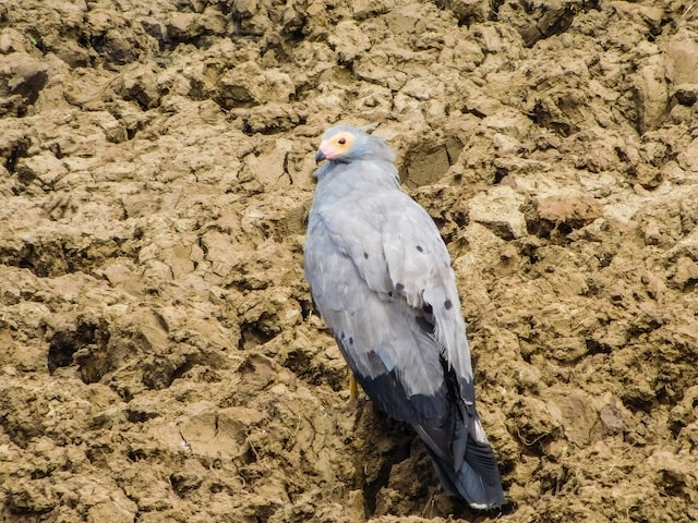 birds in Akagera
