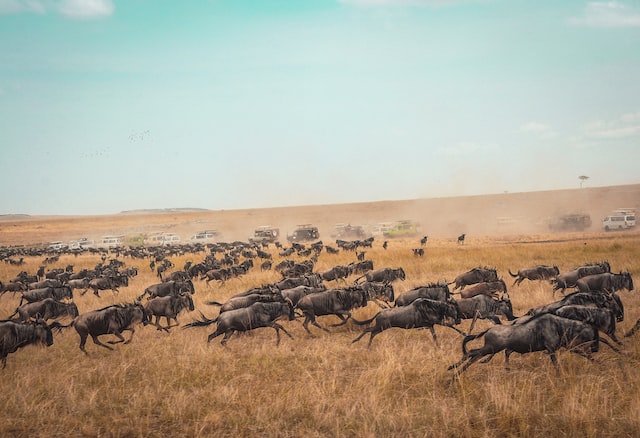 The wildebeest migration in Maasai Mara