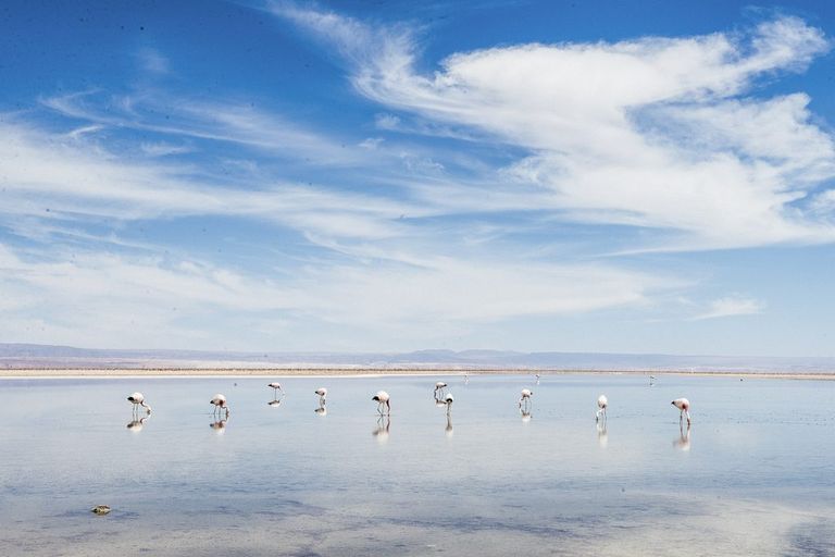 Rezervația Națională de Flamingo din Chile