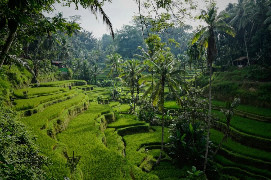 Bali rice terraces