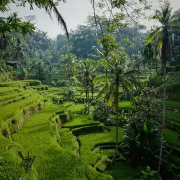 Bali rice terraces