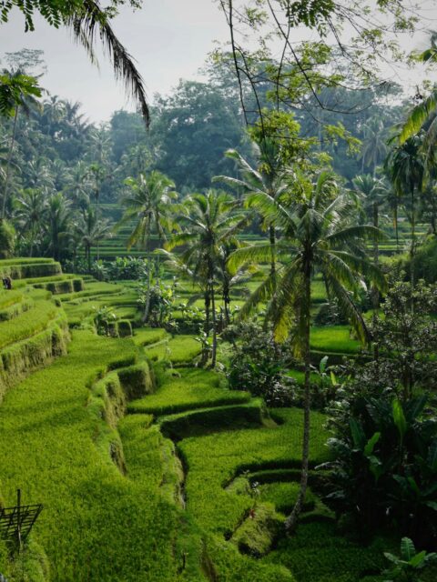 Bali rice terraces