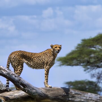 serengeti cheetah