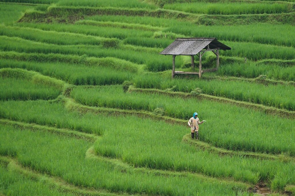 Rice fields Bali and worker