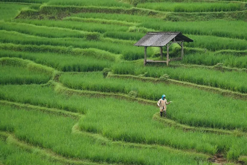 Rice fields Bali and worker