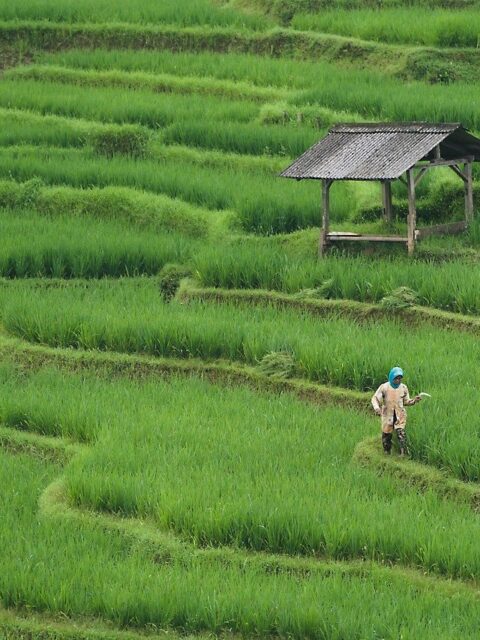 Rice fields Bali and worker