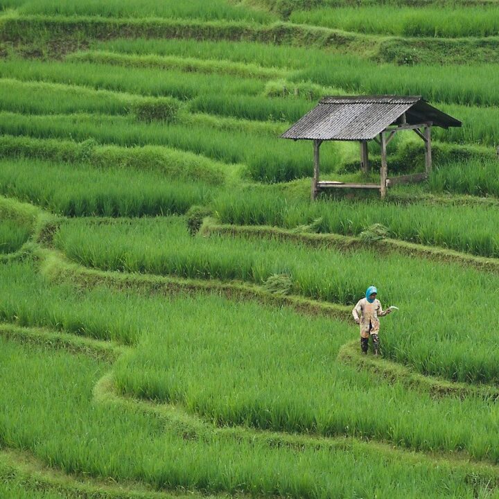 Rice fields Bali and worker