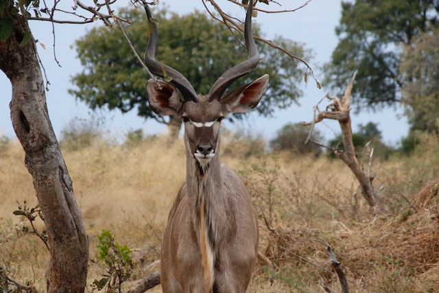 Antelope in Chobe