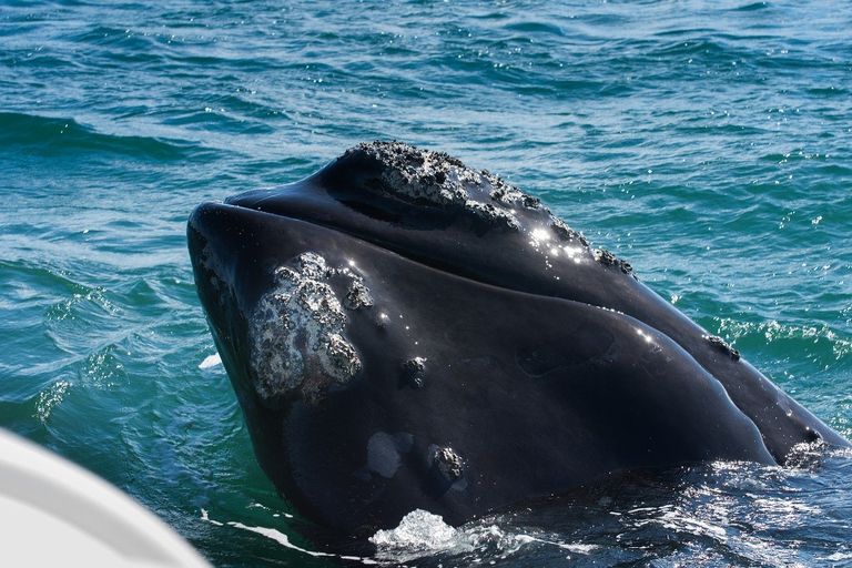 Balenă uitându-se la Hermanus
